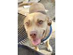 Adopt Brat a American Staffordshire Terrier, Mixed Breed