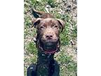 Weiland, Labrador Retriever For Adoption In Greenlawn, New York