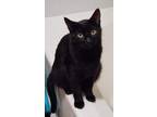 Adopt Reece Whiskerspoon a Domestic Shorthair / Mixed (short coat) cat in Fort