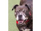 Adopt Sally 40 a Brown/Chocolate American Pit Bull Terrier / Mixed dog in