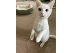 Adopt Rigatoni a White Domestic Shorthair / Mixed (short coat) cat in Baltimore