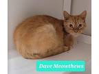 Dave Meowthews, Domestic Shorthair For Adoption In Richmond, Indiana
