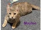 Maylee, Domestic Shorthair For Adoption In Springfield, Pennsylvania
