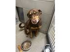 2404-1075 Coco, Labrador Retriever For Adoption In Virginia Beach, Virginia