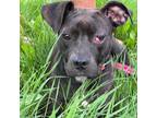 Adopt Penny - 1732 a Brindle Boxer / Mixed Breed (Medium) / Mixed dog in Holly