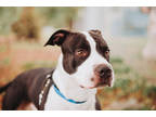 72143a Armadylan, American Staffordshire Terrier For Adoption In North