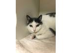 Adopt Cricket (eastwood) a Domestic Short Hair