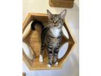 Adopt Jimber a Spotted Tabby/Leopard Spotted Domestic Shorthair cat in Oakdale