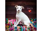 Adopt Jacy a Border Collie / Mixed dog in Thompson Falls, MT (38830848)