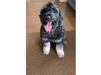 Adopt Barkley a Brown/Chocolate Giant Schnauzer / Mixed dog in Oswego