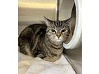 Grand Theft Auto, Domestic Shorthair For Adoption In Vancouver, British Columbia