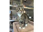 X Box *bonded To Bento Box, Domestic Shorthair For Adoption In Vancouver