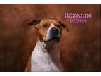 Adopt Roxanne a Pit Bull Terrier