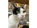 Bento Box *bonded To X Box, Domestic Shorthair For Adoption In Vancouver