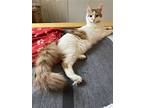 Creamsicle, Domestic Shorthair For Adoption In Cleveland, Ohio
