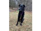 Taffy, Labrador Retriever For Adoption In Fond Du Lac, Wisconsin