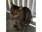 Calvin, Domestic Shorthair For Adoption In Oceanside, California