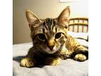 Adopt Unlimited Soup a Brown or Chocolate Domestic Shorthair / Mixed cat in