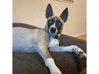 Adopt Cleo a Gray/Silver/Salt & Pepper - with Black Siberian Husky / Mixed dog