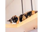 Adopt Caroline a Calico or Dilute Calico Domestic Shorthair / Mixed cat in