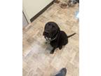 Charlotte, Labrador Retriever For Adoption In Dodgeville, Wisconsin