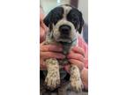 Huckleberry - Black, Labrador Retriever For Adoption In Dodgeville, Wisconsin