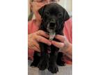Apollo - Blue, Labrador Retriever For Adoption In Dodgeville, Wisconsin