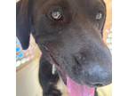 Adopt Duke a Black Mixed Breed (Small) / Mixed dog in St. Thomas, VI (38665019)