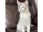 Adopt Blake a White Domestic Shorthair / Mixed cat in Buffalo, MN (38893629)