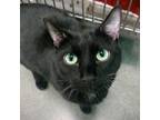 Adopt Clover a Domestic Short Hair