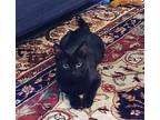 Cinder, Domestic Shorthair For Adoption In Crossville, Tennessee