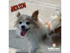 Adopt Jackson a White - with Tan, Yellow or Fawn Papillon dog in Council Bluffs
