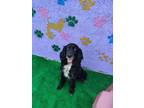Adopt Winston a Black - with White English Cocker Spaniel / Mixed dog in