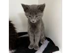 Adopt Ace a Gray or Blue Domestic Shorthair / Mixed cat in Melfort