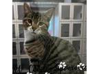 Adopt Chad a Brown or Chocolate Domestic Shorthair / Mixed cat in Melfort