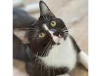 Adopt Bobber a All Black Domestic Shorthair / Mixed cat in St.