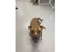 Clover, American Pit Bull Terrier For Adoption In Kingston, New York