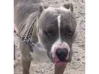 Zeus, American Pit Bull Terrier For Adoption In Pahrump, Nevada