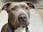 Winnie, American Pit Bull Terrier For Adoption In San Diego, California