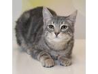 Adopt Birch a Gray or Blue Domestic Shorthair / Mixed cat in Carroll