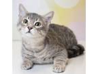 Adopt Maple a Gray or Blue Domestic Shorthair / Mixed cat in Carroll