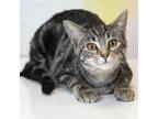 Adopt Willow a Gray or Blue Domestic Shorthair / Mixed cat in Carroll