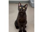 Adopt Wolverine a Domestic Shorthair / Mixed (short coat) cat in Boone