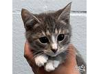 Azure, Domestic Shorthair For Adoption In Washington, District Of Columbia