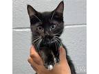 Adonis, Domestic Shorthair For Adoption In Washington, District Of Columbia