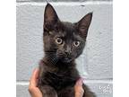 Alioth, Domestic Shorthair For Adoption In Washington, District Of Columbia