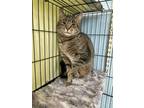 Ace, Domestic Shorthair For Adoption In Columbia City, Indiana