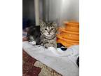 Bing, Domestic Shorthair For Adoption In Columbia City, Indiana