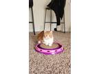 Adopt Cheddar a Orange or Red Domestic Shorthair / Mixed (short coat) cat in