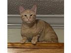Adopt Little Tiger a Orange or Red American Shorthair / Mixed (short coat) cat